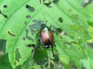 Un scarabée japonais sur une feuille verte.